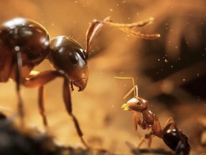 Nouvelle adaptation des fourmis arrive en novembre